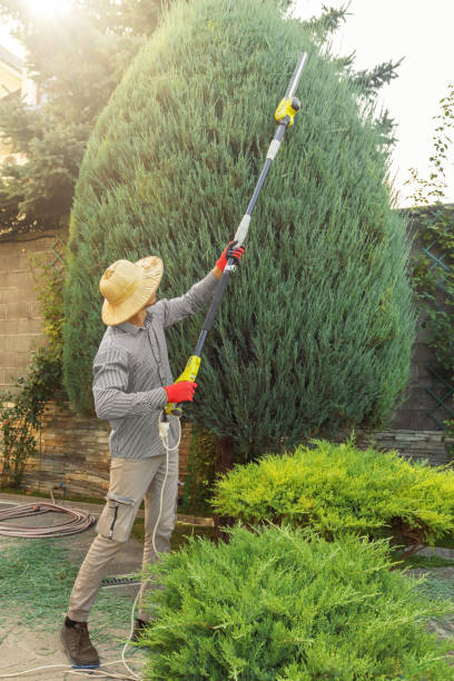 Best Sod Installation  in Alexandria, IN